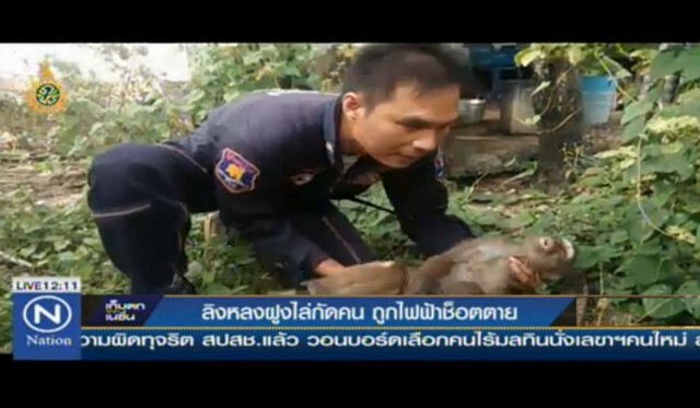ลิงหลงฝูงไล่กัดคน ถูกไฟฟ้าช็อตตาย