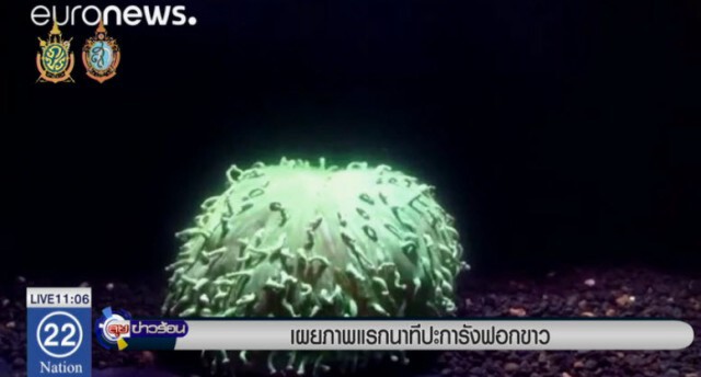 เผยภาพแรกนาที ปะการังฟอกขาว