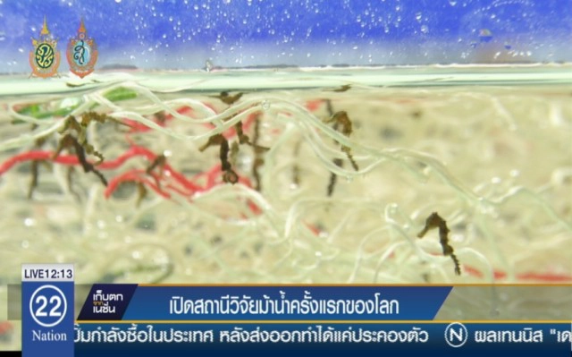 เปิดสถานีวิจัยม้าน้ำครั้งแรกของโลก