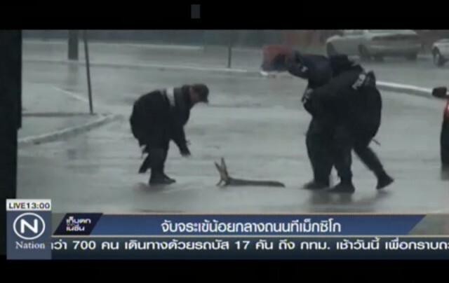ตร.เม็กซิโก ช่วยจับจระเข้น้อย กลางถนน ก่อนปล่อยคืนธรรมชาติ