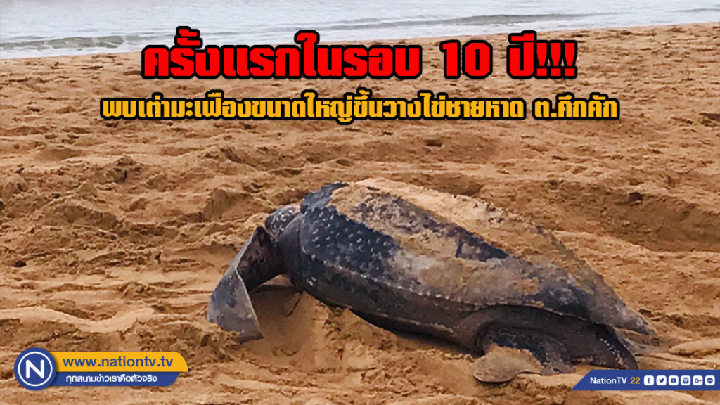 จนท.ย้ายไข่เต่ามะเฟือง รอแม่เต่ากลับมาไข่ใหม่ที่เดิม