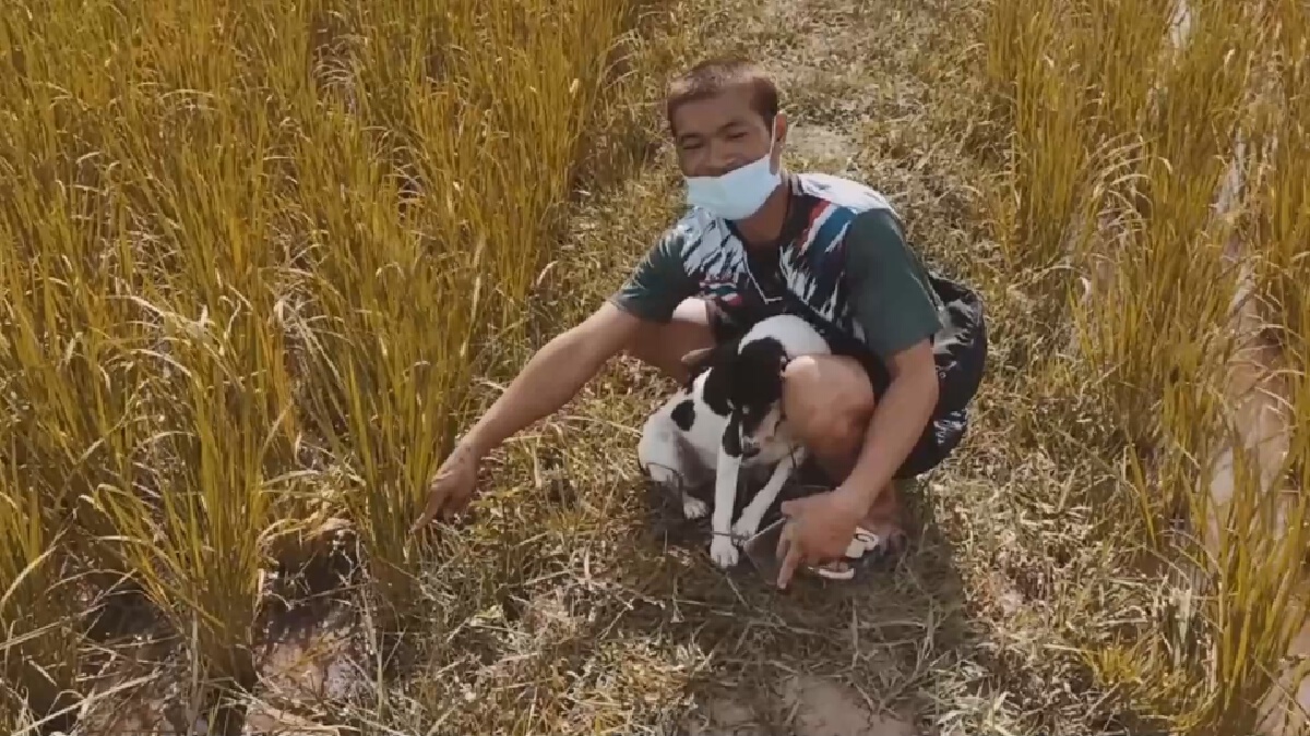 เจ้าอานสุนัขพันธุ์ไทยแสนรู้นอนเฝ้าศพหนุ่มใหญ่วูบตายในทุ่งนา