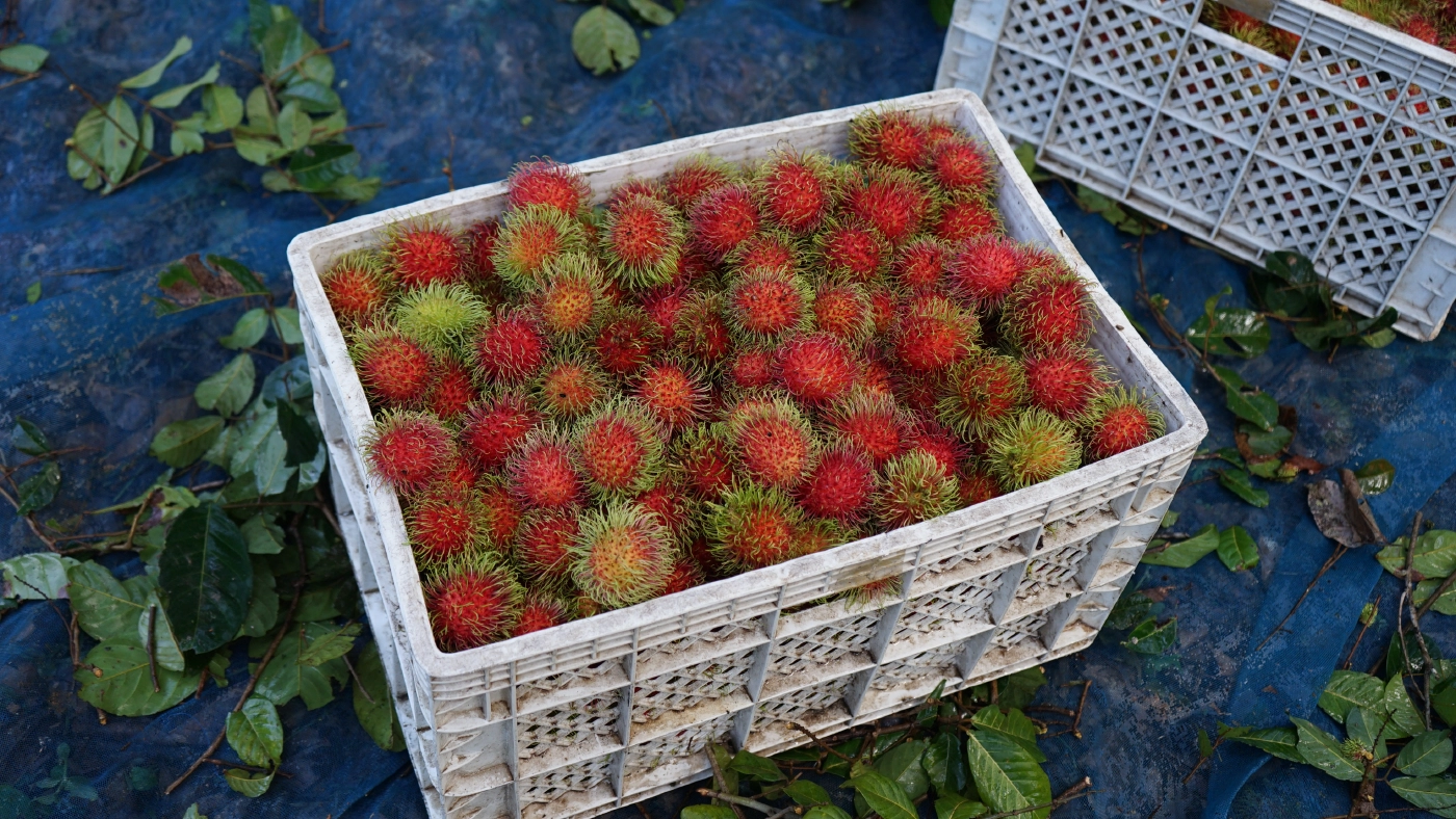 โควิด-19พ่นพิษชาวสวนเงาะนาสารเดือดร้อนหนักผลผลิตสุกคาต้น-ราคาดิ่งเหว