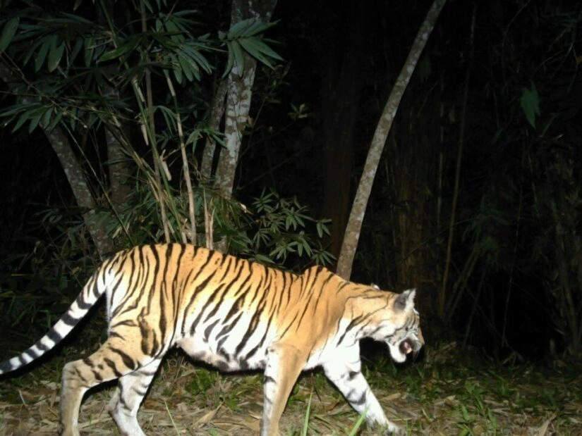 ภาพถ่ายเสือโคร่งในผืนป่ากาญจบุรี
