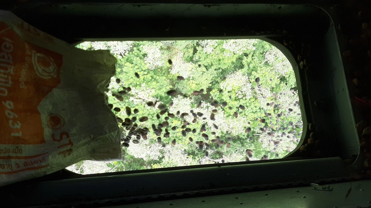 โครงการปลูกพืชอาหารช้างโดยเทคนิคโปรยเมล็ดด้วยอากาศยาน เฉลิมพระเกียรติ