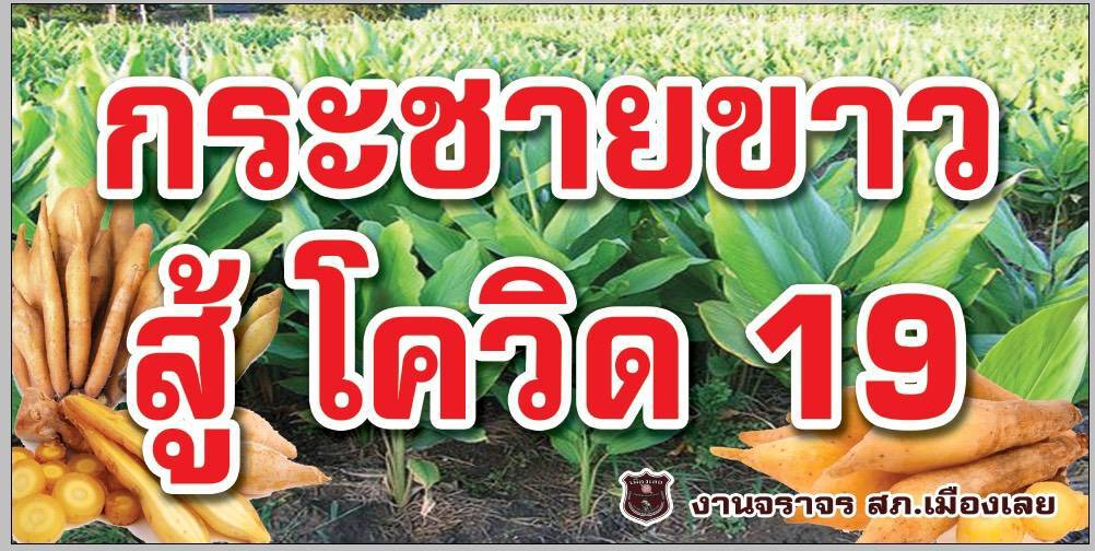 ตำรวจเลยเตรียมแปลงปลูกกระชายขาว เป็นสมุนไพรสู้โควิด -19