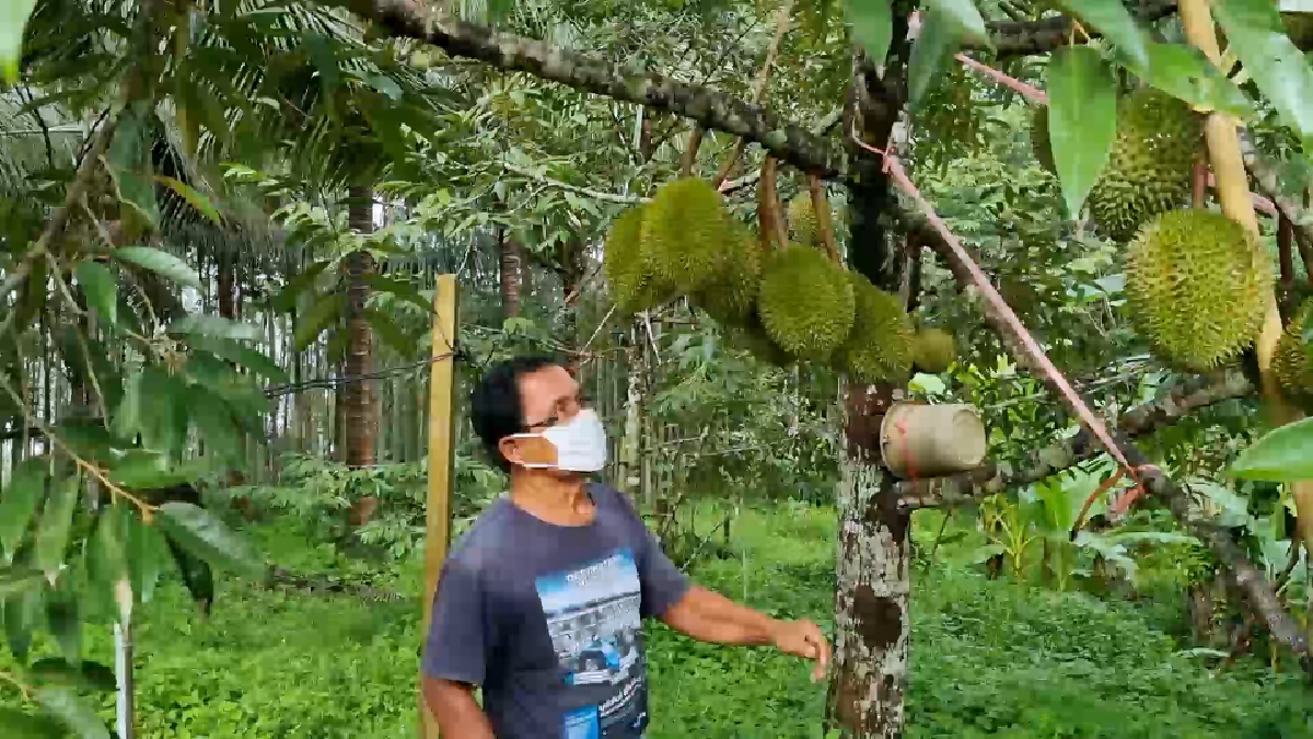 เกษตรกรหัวใส เปิดเพลงสวนทุเรียนไล่กระรอก ตามภูมิปัญญา