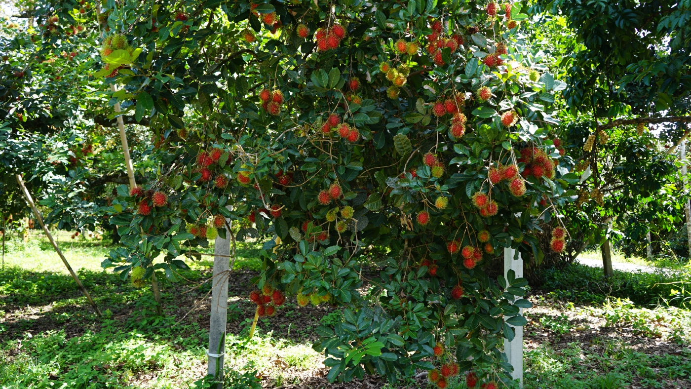 โควิด-19พ่นพิษชาวสวนเงาะนาสารเดือดร้อนหนักผลผลิตสุกคาต้น-ราคาดิ่งเหว