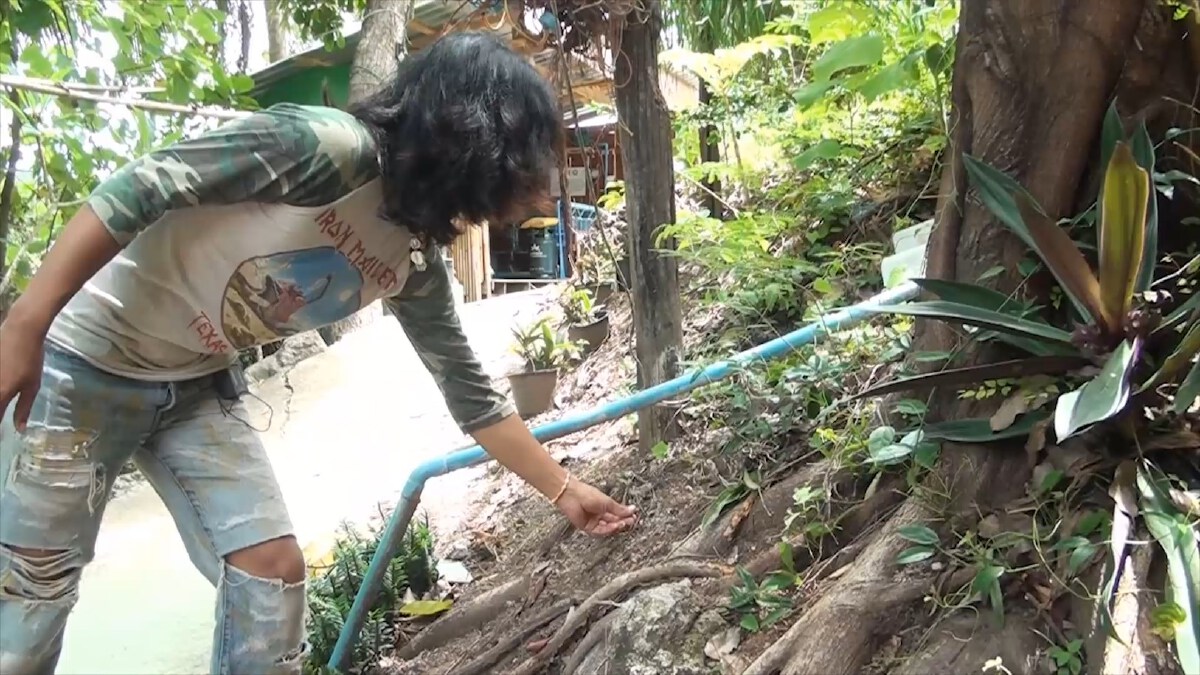 หนุ่มสู้วิกฤติ ผันตัวเพาะกล้วยไม้พันธุ์"ขาวชุมพร"รายได้งาม