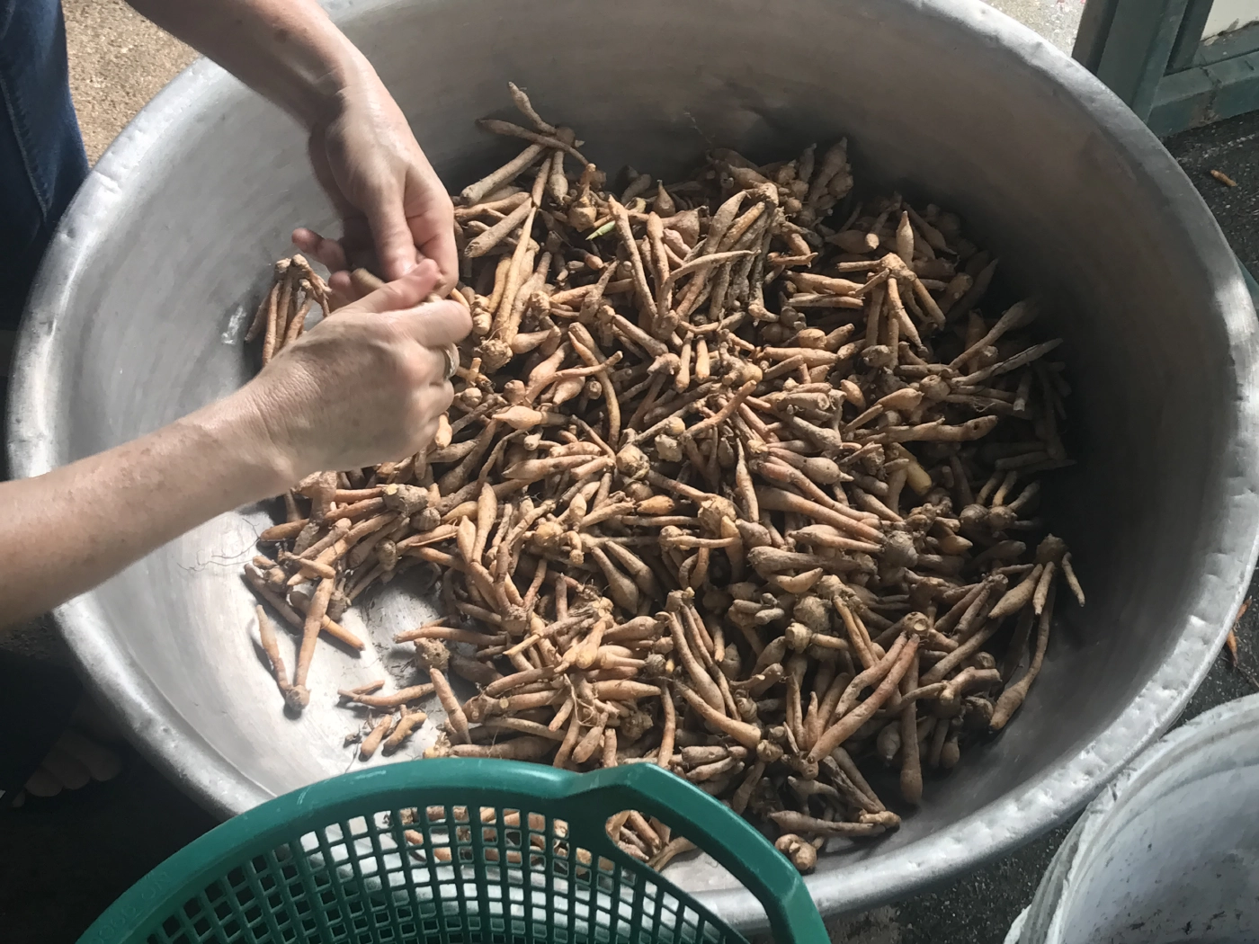 บ่นอุบ“กระชาย”ราคาพุ่ง-หวั่นแบกรับต้นทุนไม่ไหว