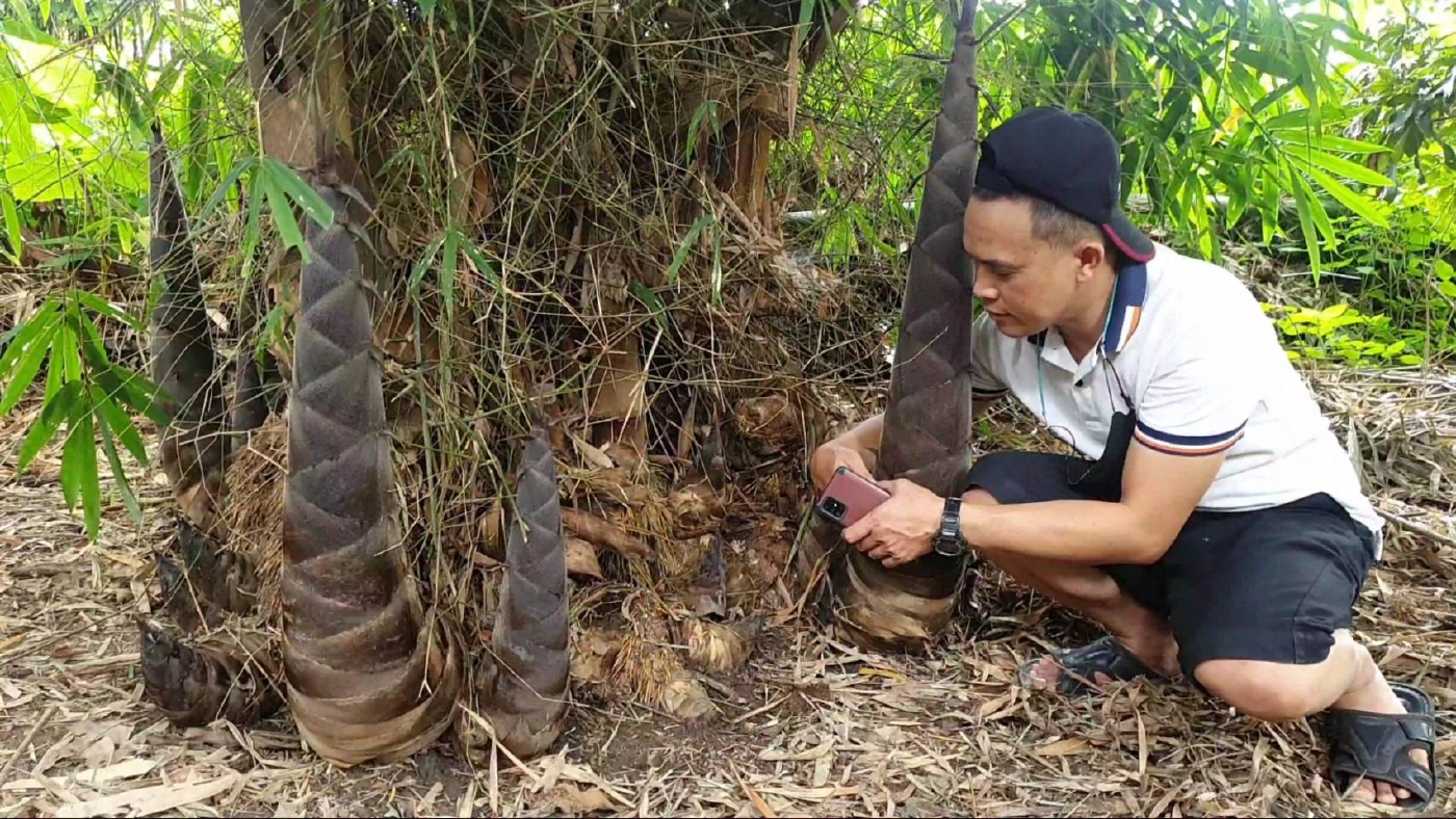 ฮือฮา!หน่อไม้ยักษ์"พันธ์ุไผ่ตงดำ"รสชาติ"หวาน-กรอบ"