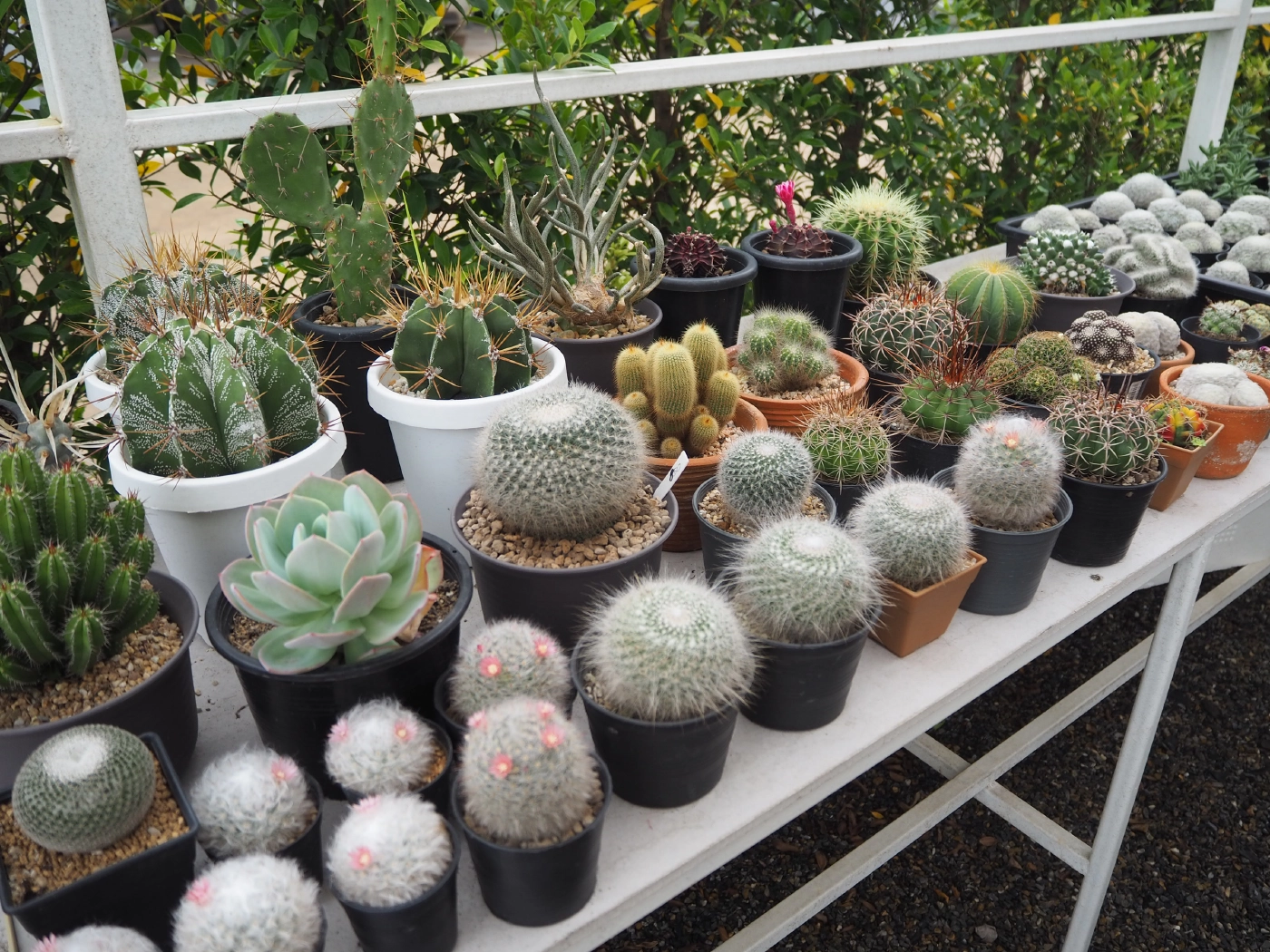 สวนกระแสโควิด!! พาชมร้านกาแฟลับกลางดงแคดตัสย่านแม่โจ้ เชียงใหม่