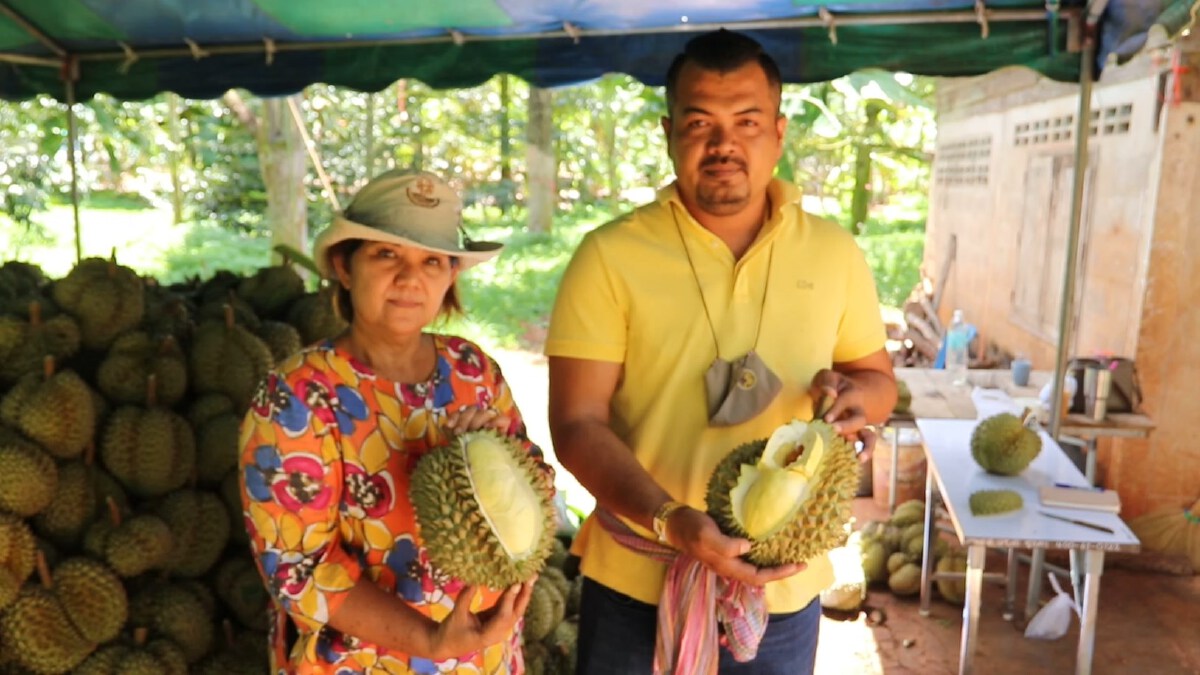 ผู้ใหญ่บ้านตั้งรางวัลนำจับพวกตัดทุเรียนอ่อน พร้อมแนะวิธีสังเกต