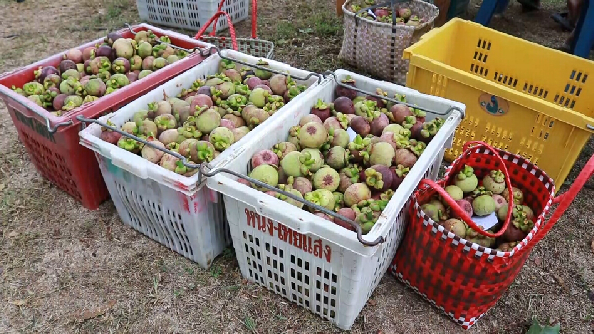 กรมการค้าภายในโปรย50 ล้าน ส่งมังคุดออกสู่ตลาด