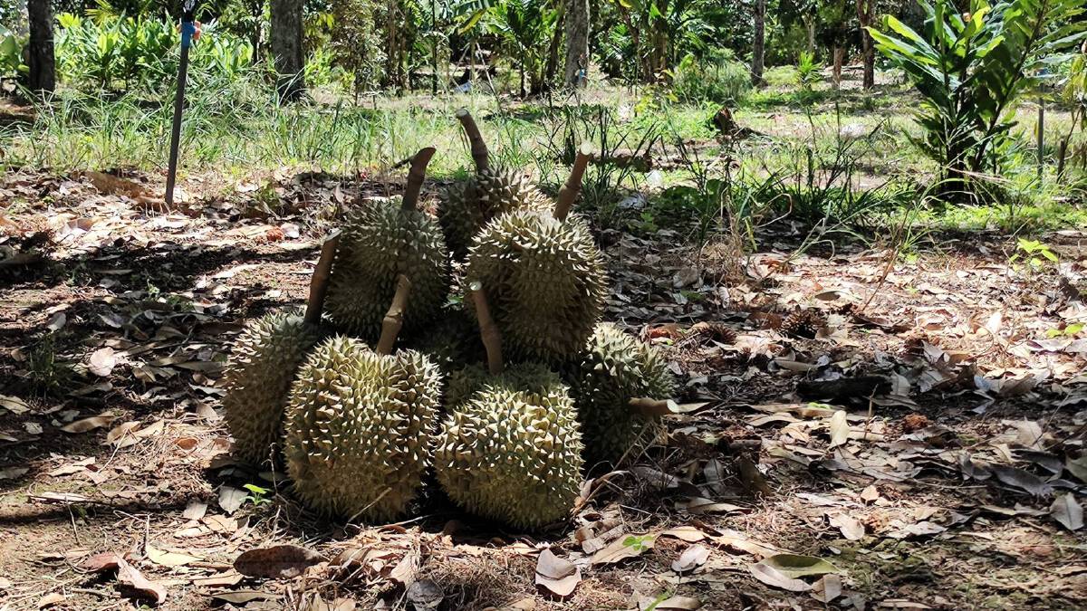 ชาวสวนทุเรียนกระบี่เศร้า โควิดระบาด ส่งออกไม่ได้ทำราคาตก