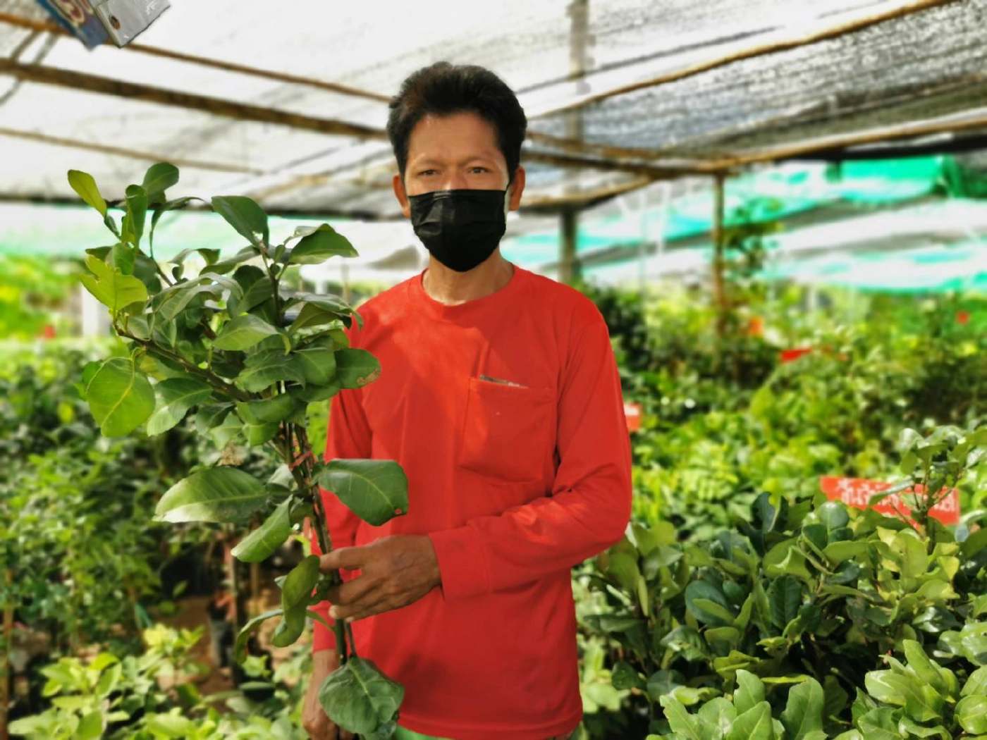 ร้านเพาะกล้าไม้รับอานิสงส์ ปชช.หนีโควิดกลับบ้านแห่ซื้อต้นไม้ปลูกคึกคัก