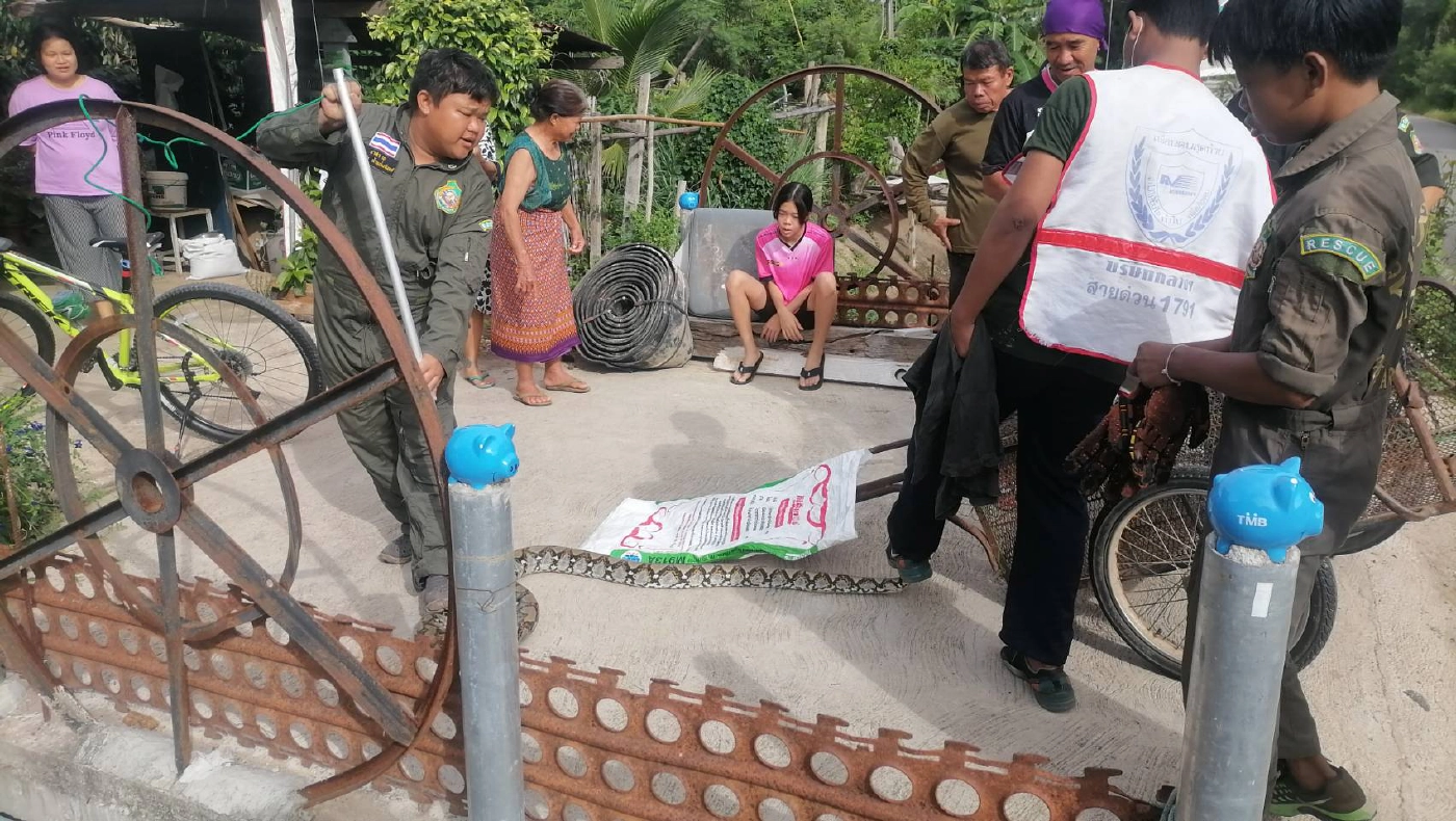 กู้ภัยอัมรินทร์ลำปางช่วยชีวิตงูเหลือมติดตาข่ายดักปลา