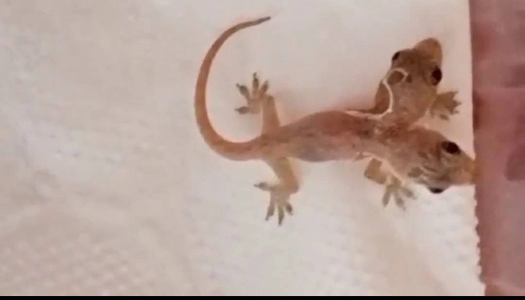 ฮือฮา!จิ้งจกแฝด“อิน-จัน”เชื่อให้โชคลาภ