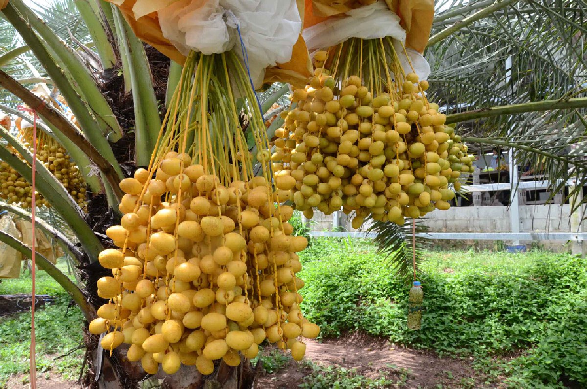 เกษตรกาฬสินธุ์นำทัวร์เพิ่มช่องทางตลาดสินค้าเกษตรสู้วิกฤตโควิด19