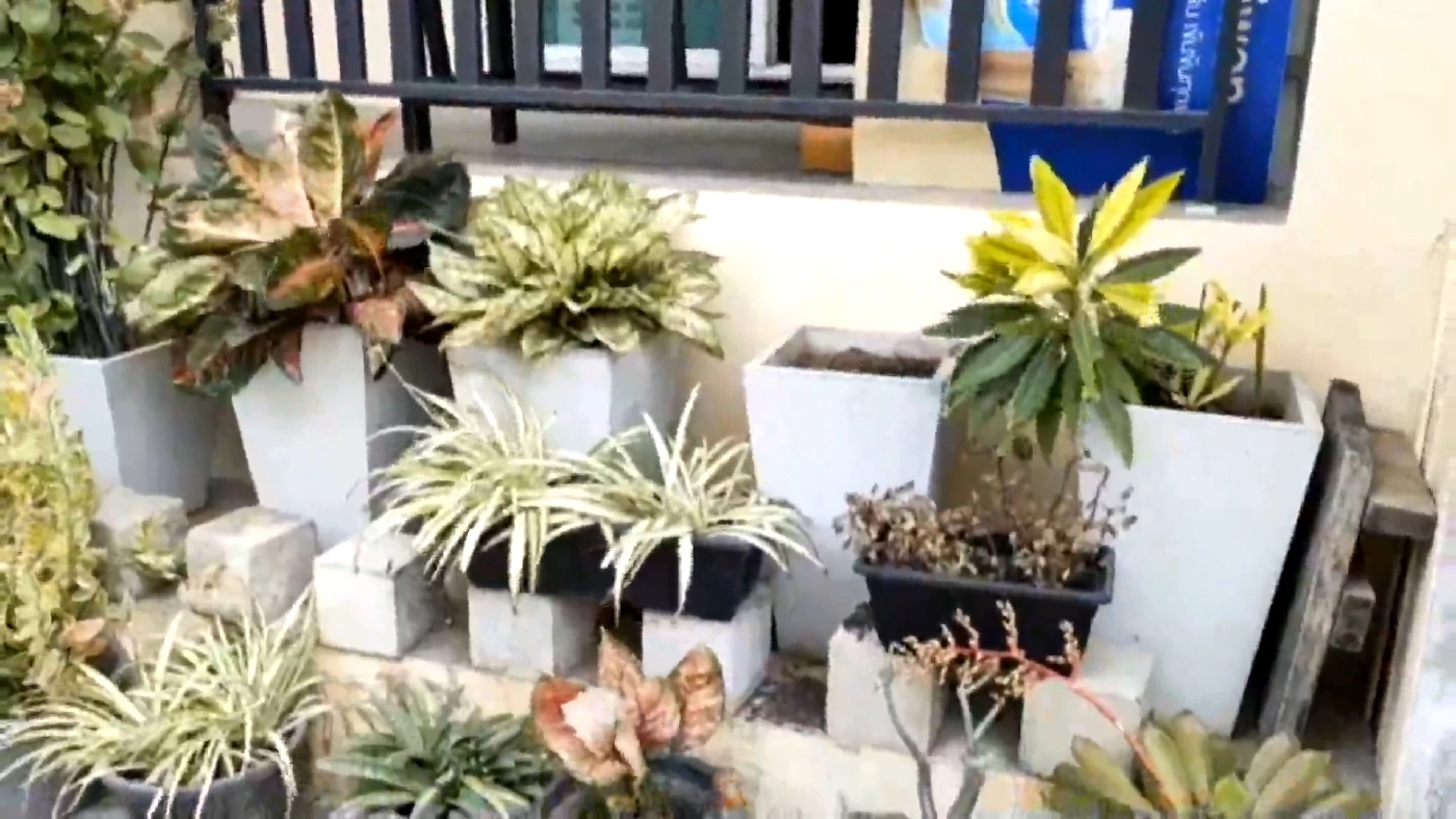 วงจรปิดจับภาพชัด!! โจรหนุ่มซิ่งกระบะขโมยต้นครีบปลาวาฬด่างหนีกลางดึก