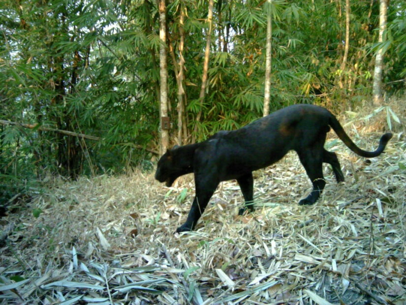 ภาพถ่ายเสือดำในผืนป่ากาญจนบุรี