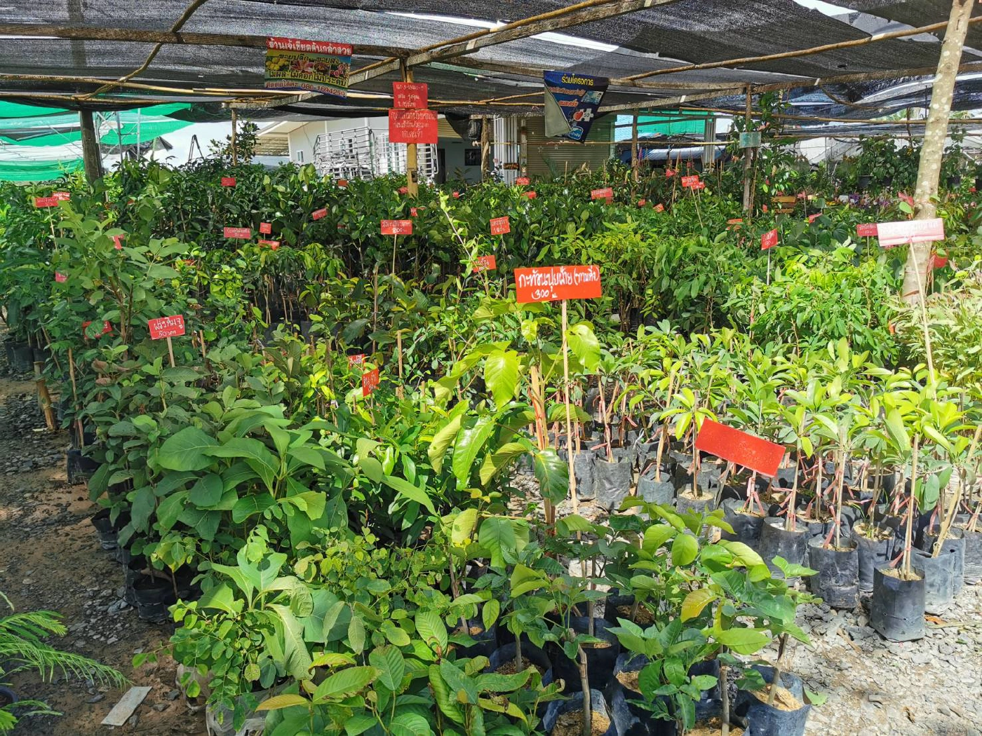 ร้านเพาะกล้าไม้รับอานิสงส์ ปชช.หนีโควิดกลับบ้านแห่ซื้อต้นไม้ปลูกคึกคัก