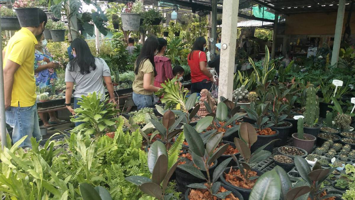 ร้านไม้ดอกโคราชคึกคัก ปชช.กักตัวหางานอดิเรกปลูกต้นไม้ที่บ้าน