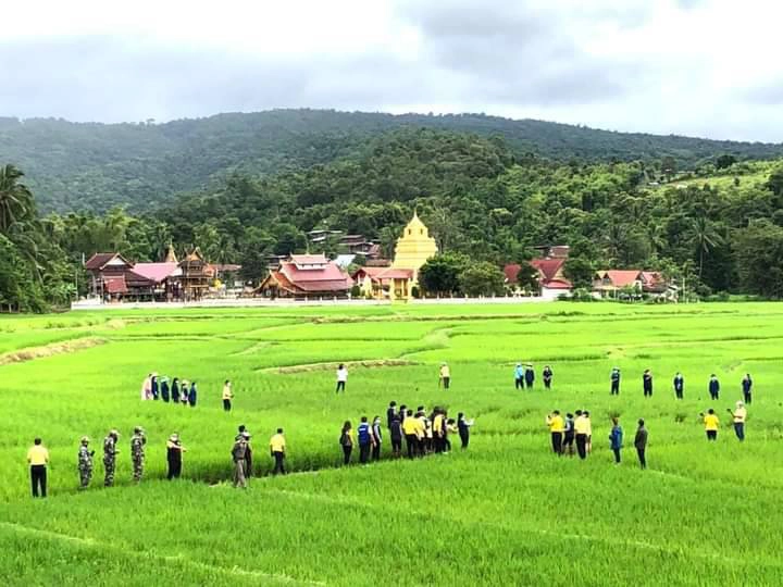 เลยรังสรรค์ “ศิลปะบนนาข้าว” สร้างจุดเช็กอินที่นาแห้ว