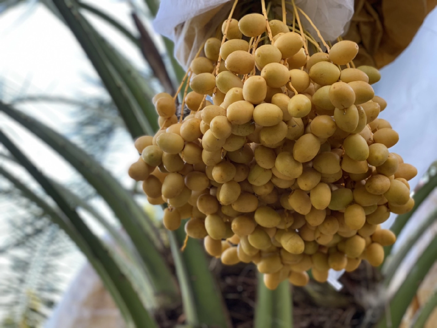 เจ้าของสวนอินทผลัมวังน้ำเขียว วอนช่วยอุดหนุนเกษตรกรช่วงโควิด