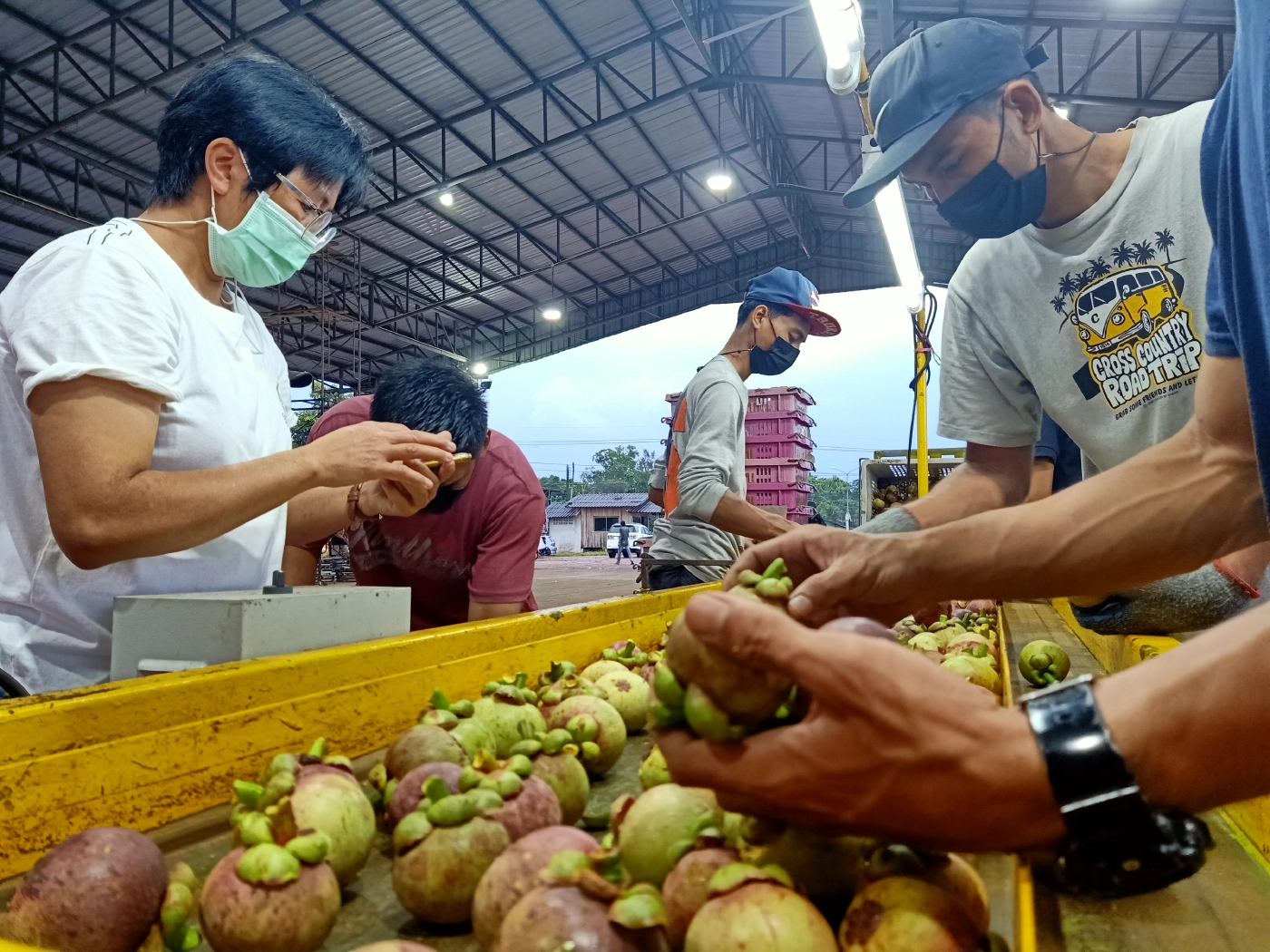 นราธิวาสเปิดศูนย์ฯผลไม้ชายแดนใต้คัดเกรดส่งขายห้างฯดังพื้นที่ล็อกดาวน์