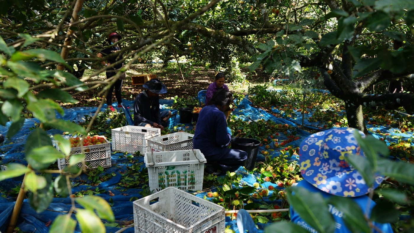 โควิด-19พ่นพิษชาวสวนเงาะนาสารเดือดร้อนหนักผลผลิตสุกคาต้น-ราคาดิ่งเหว