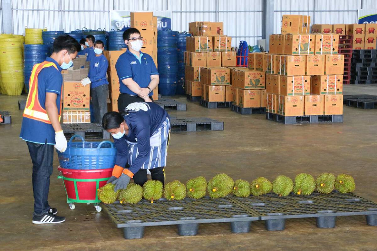 จีนขอสุ่มตรวจทุเรียนไทย ย้ำความมั่นใจปลอดภัยไร้โควิด