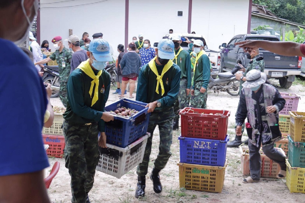 กองทัพบกร่วมกับก.พาณิชย์ ช่วยเกษตรกรมังคุดภาคใต้