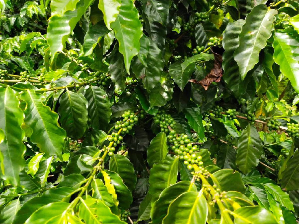 กาแฟสกัดเย็นกุหลาบมอญแดงหนึ่งเดียวในจังหวัดเชียงใหม่ 
