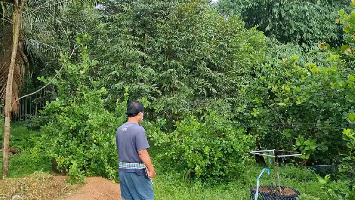 เกษตรกรหัวใส เปิดเพลงสวนทุเรียนไล่กระรอก ตามภูมิปัญญา