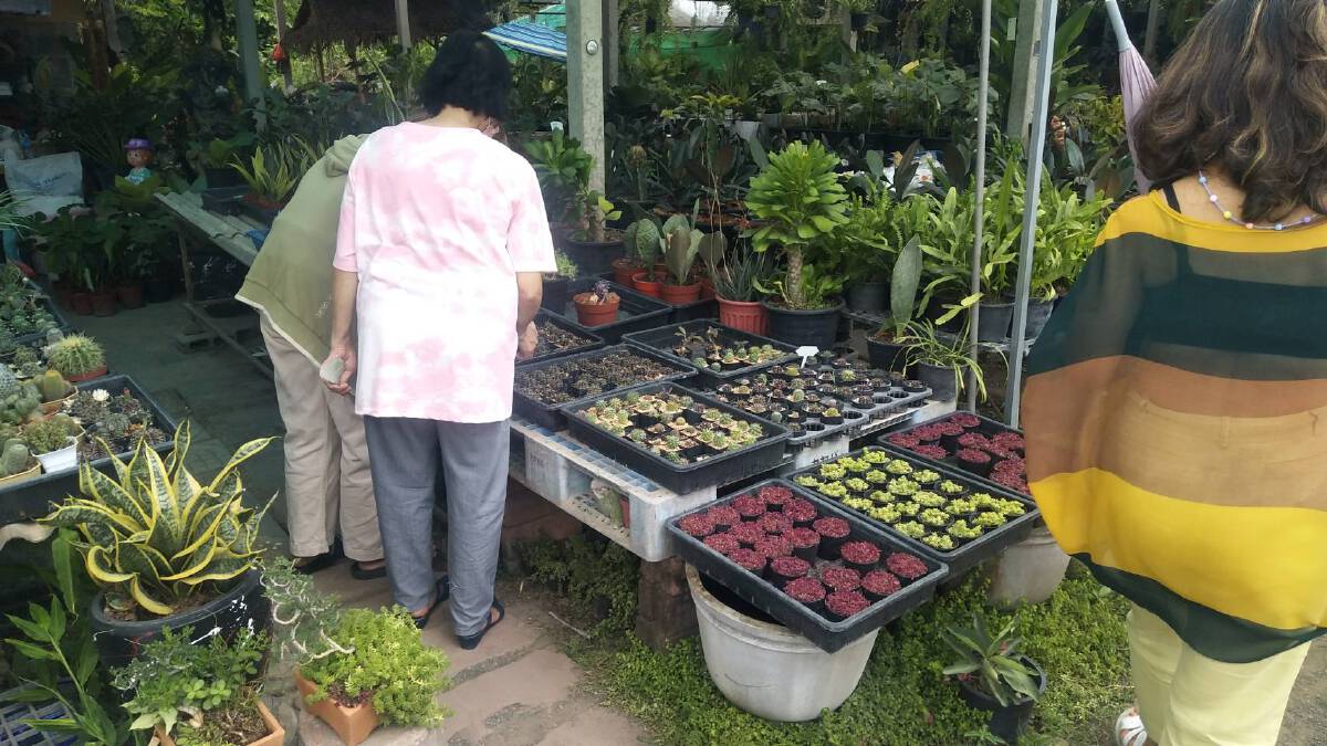 ร้านไม้ดอกโคราชคึกคัก ปชช.กักตัวหางานอดิเรกปลูกต้นไม้ที่บ้าน