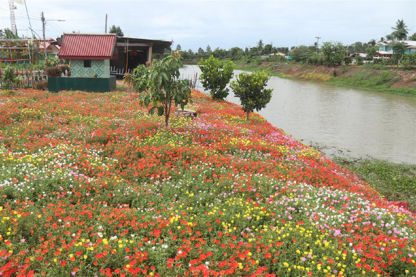 "บานสะพรั่ง"กลางหมู่บ้าน-"ต้นคุณนายตื่นสาย"หลากสีสัน