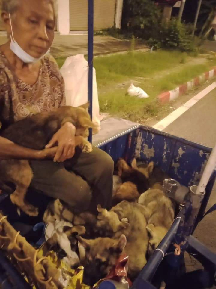 จวกยับ!รับพัดยศเจ้าอาวาส กลัวหมาเพ่นพ่าน จับไปปล่อยบ่อขยะเจ็บตายอื้อ