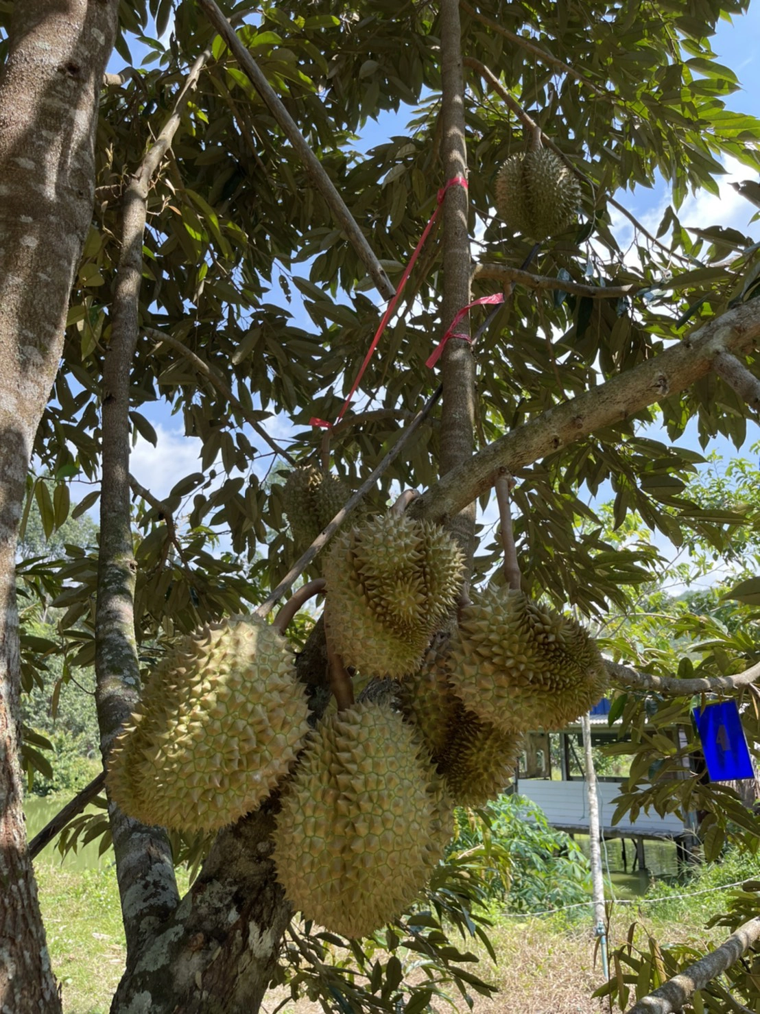 ตัดทุเรียนทรายขาวมีดแรก เปิดสั่งจองออนไลน์กระตุ้นรายได้เกษตรกร