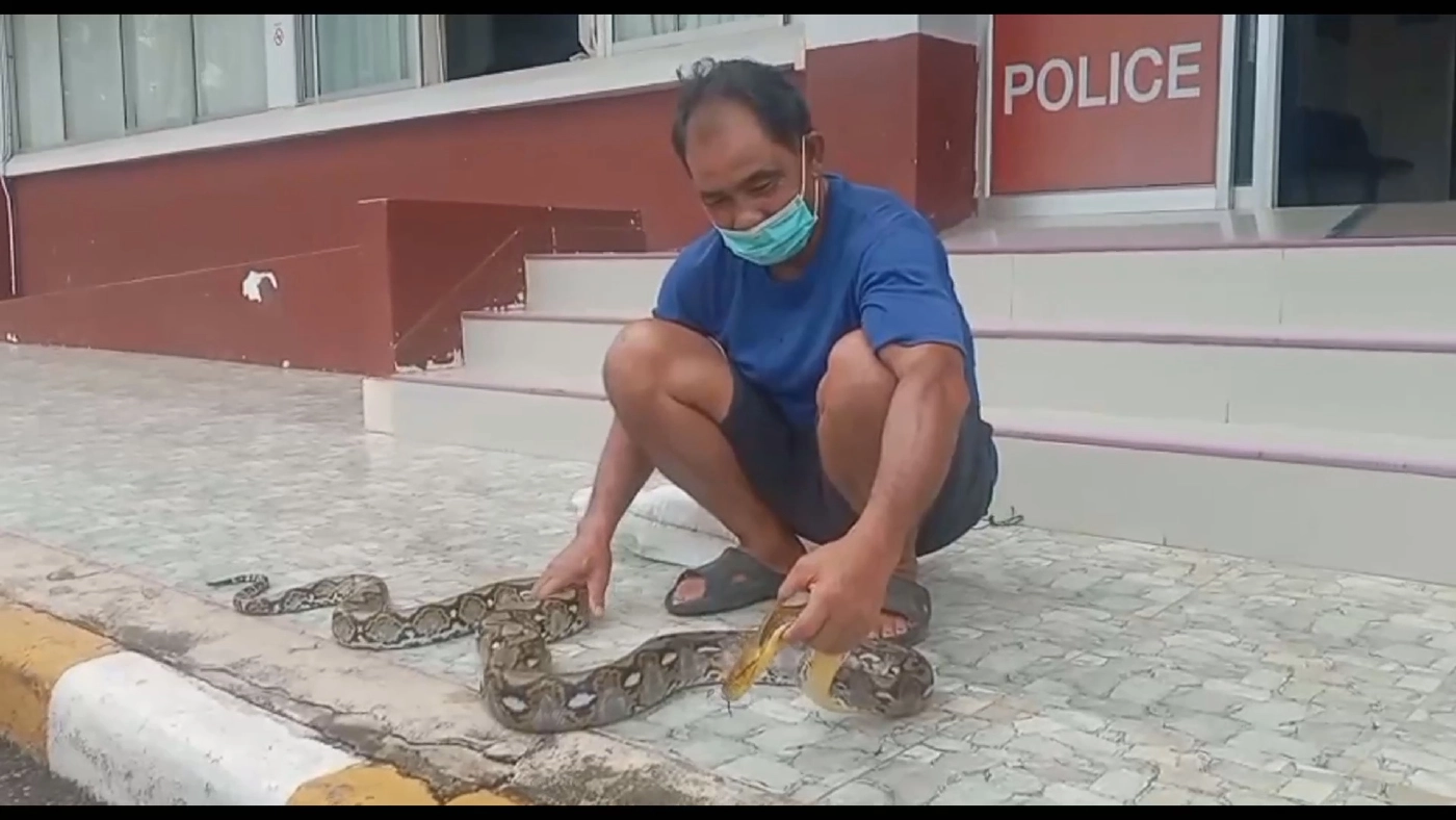 ลุงจับงูหัวขโมยกินไก่ในเล้า ขึ้นโรงพักส่งให้ตำรวจปล่อยสู่ธรรมชาติ