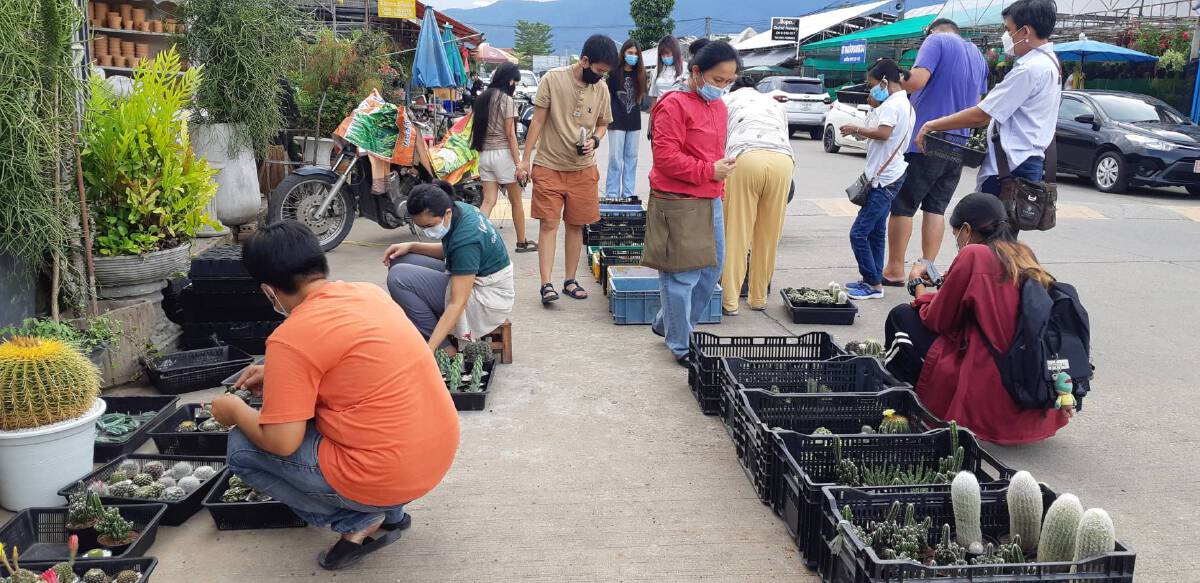 อาชีพใหม่ฝ่าวิกฤติโควิดขายกระบองเพชรออนไลน์รายได้งาม