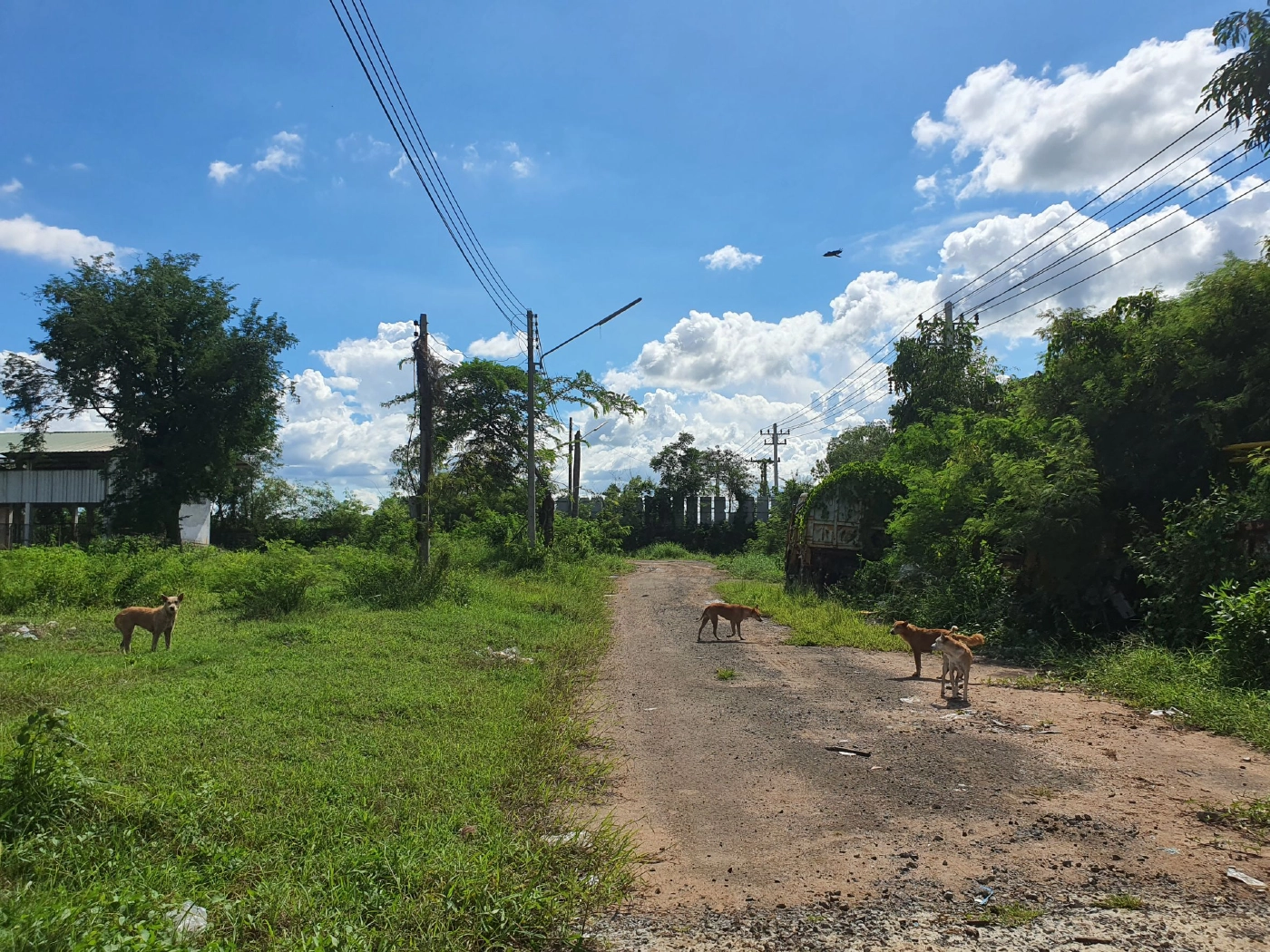 จวกยับ!รับพัดยศเจ้าอาวาส กลัวหมาเพ่นพ่าน จับไปปล่อยบ่อขยะเจ็บตายอื้อ