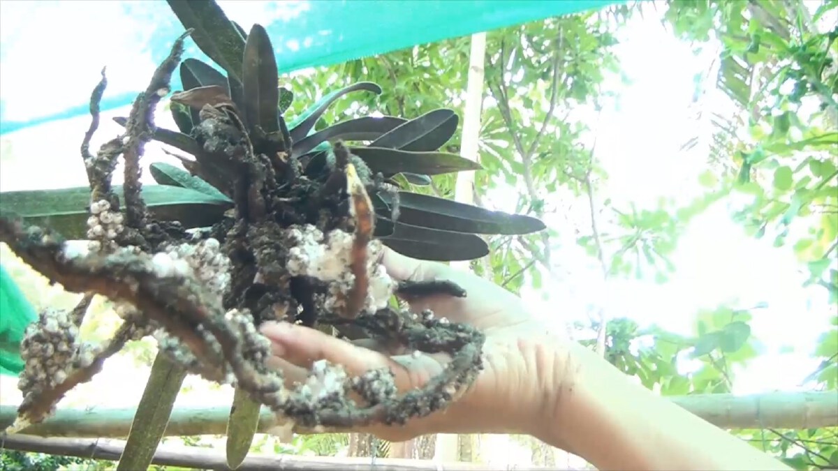 หนุ่มสู้วิกฤติ ผันตัวเพาะกล้วยไม้พันธุ์"ขาวชุมพร"รายได้งาม