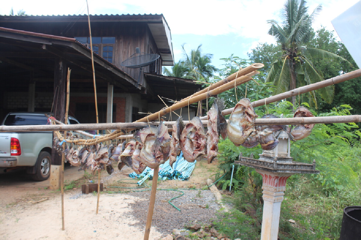 ชาวกระชังเขื่อนลำแชะ ทำปลาแดดเดียวมอบให้ผู้กักตัวในบ้านพัก