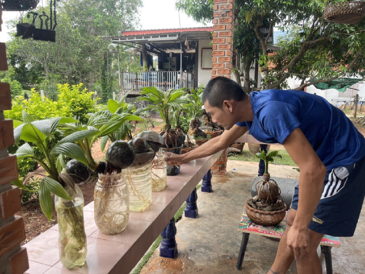 หนุ่มโคราชใช้เวลาว่างช่วงโควิดระบาดหันมาปลูกบอนไซมะพร้าว