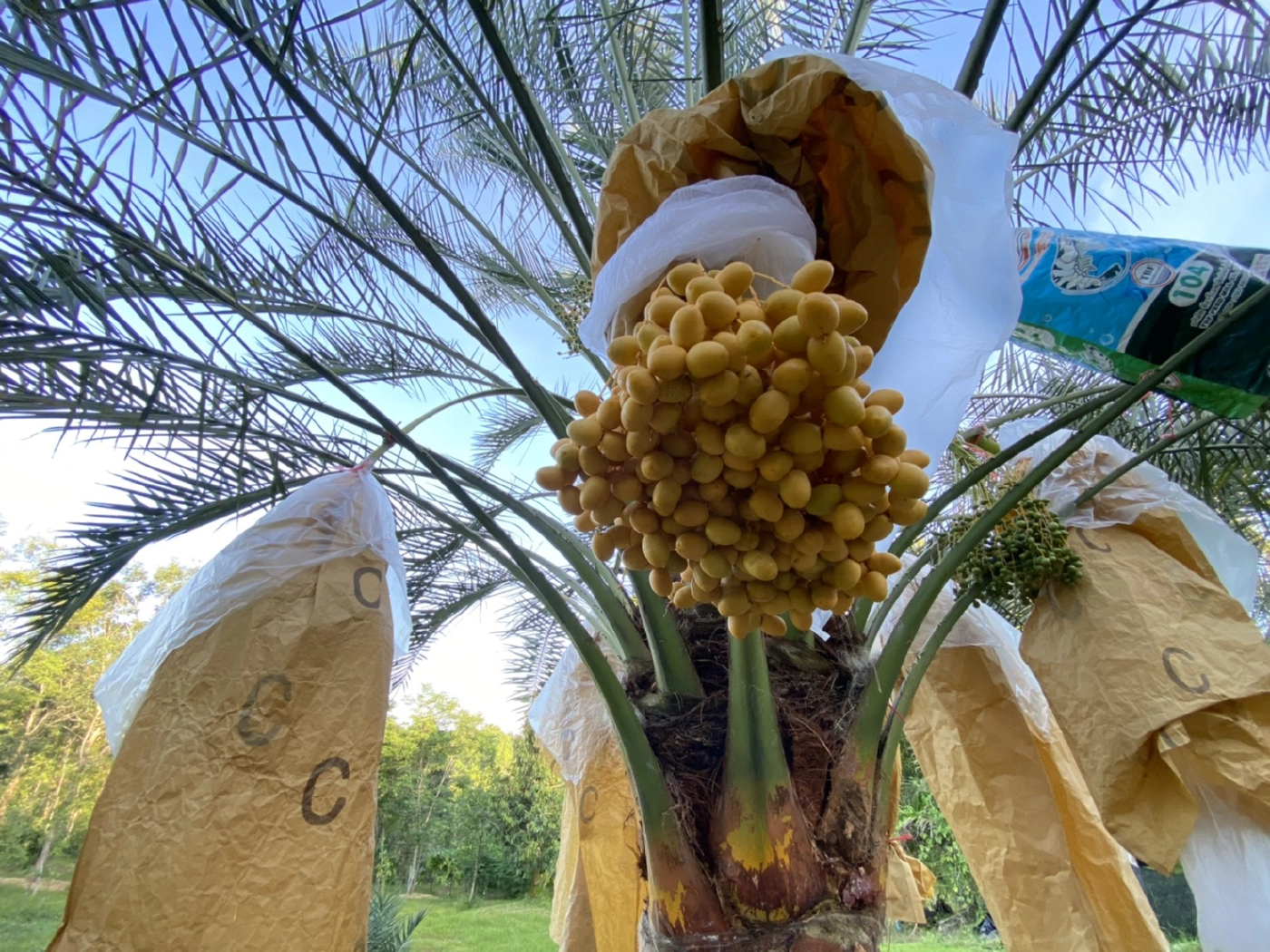 เจ้าของสวนอินทผลัมวังน้ำเขียว วอนช่วยอุดหนุนเกษตรกรช่วงโควิด