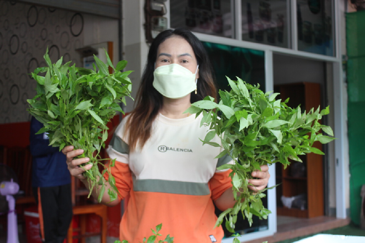 หมอโบราณสอนสูตรยารักษาโควิดและแจกพันธุ์ฟ้าทะลายโจรฟรีแก่ผู้สนใจ