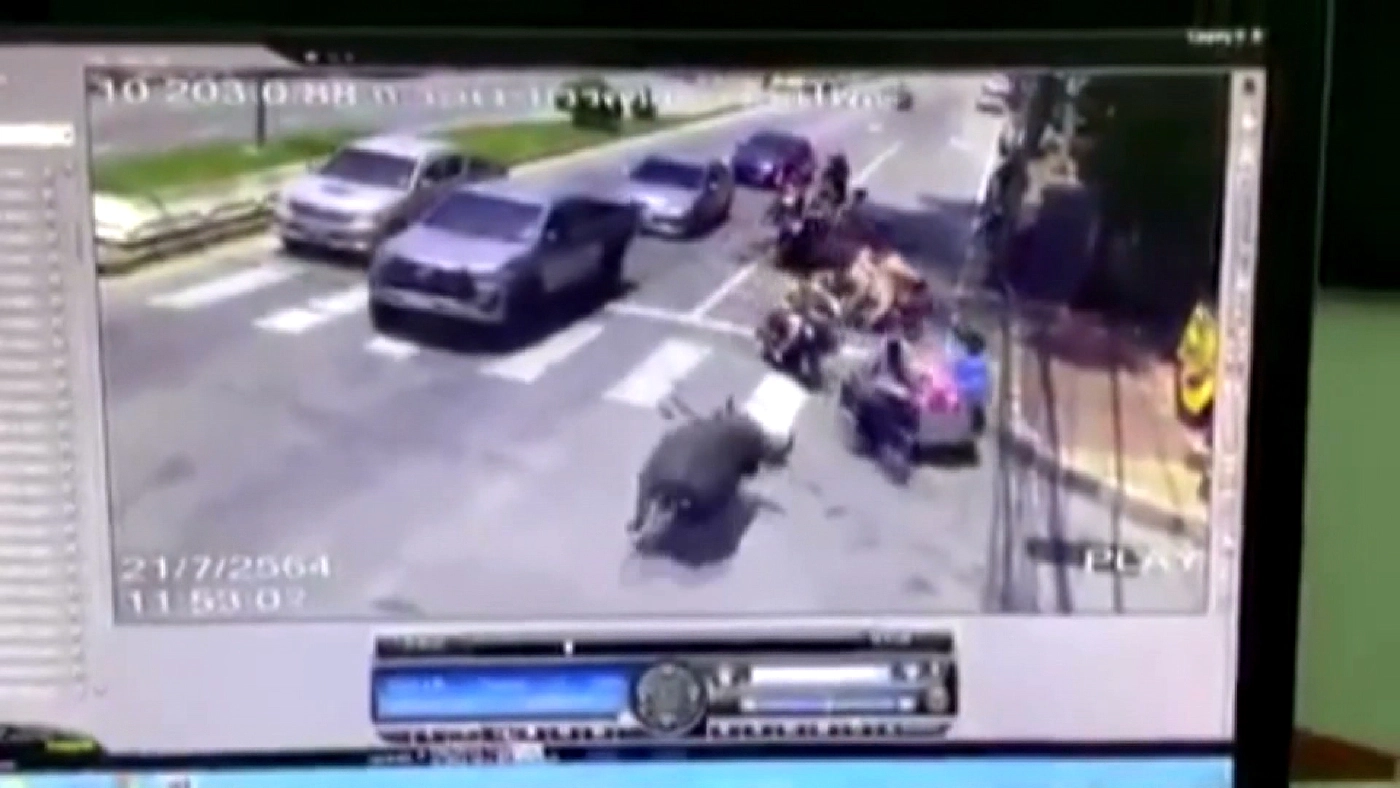 หนีกันจ้าละหวั่น!! ควายหลุดไล่ขวิดคนกลางสี่แยกเมืองนราธิวาส