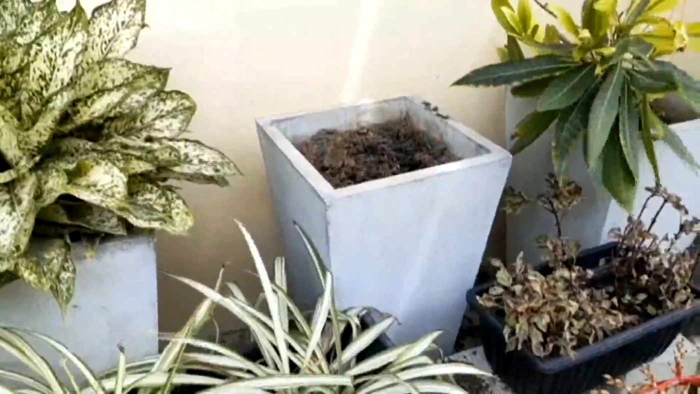 วงจรปิดจับภาพชัด!! โจรหนุ่มซิ่งกระบะขโมยต้นครีบปลาวาฬด่างหนีกลางดึก