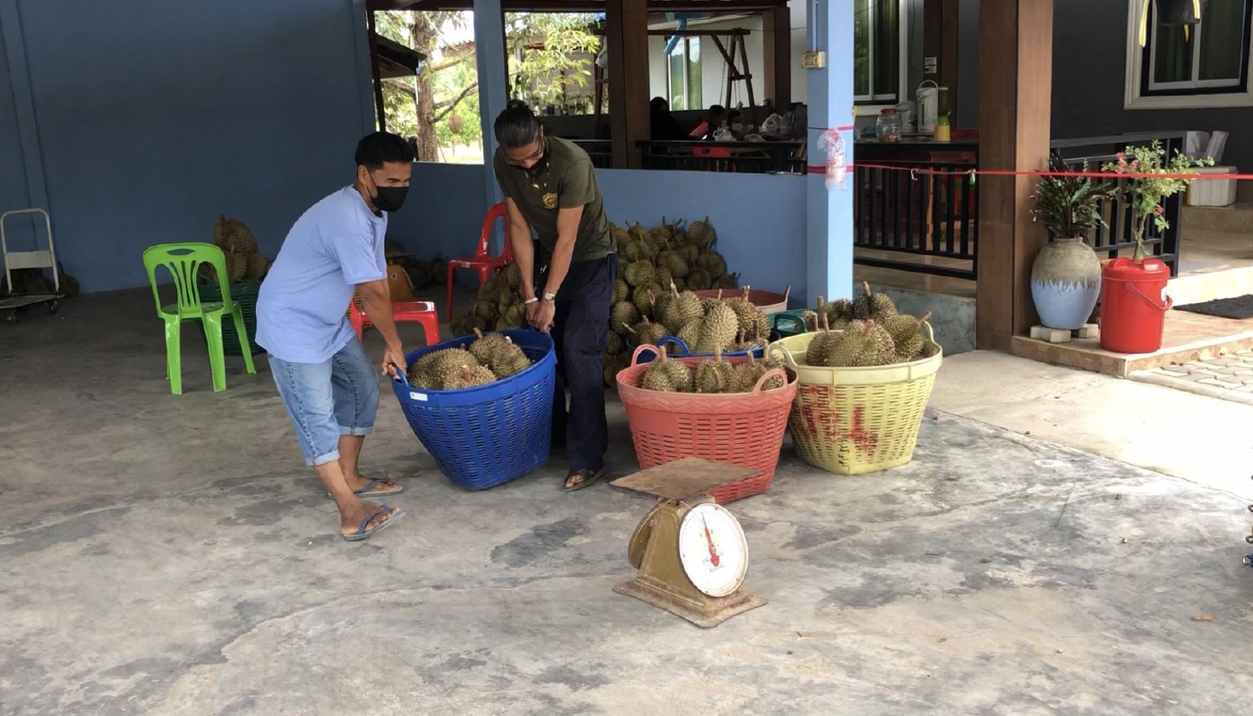 ล็อกดาวน์ชายแดนใต้ฉุดราคา"ทุเรียน-มังคุด"